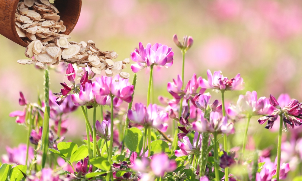 Astragalus