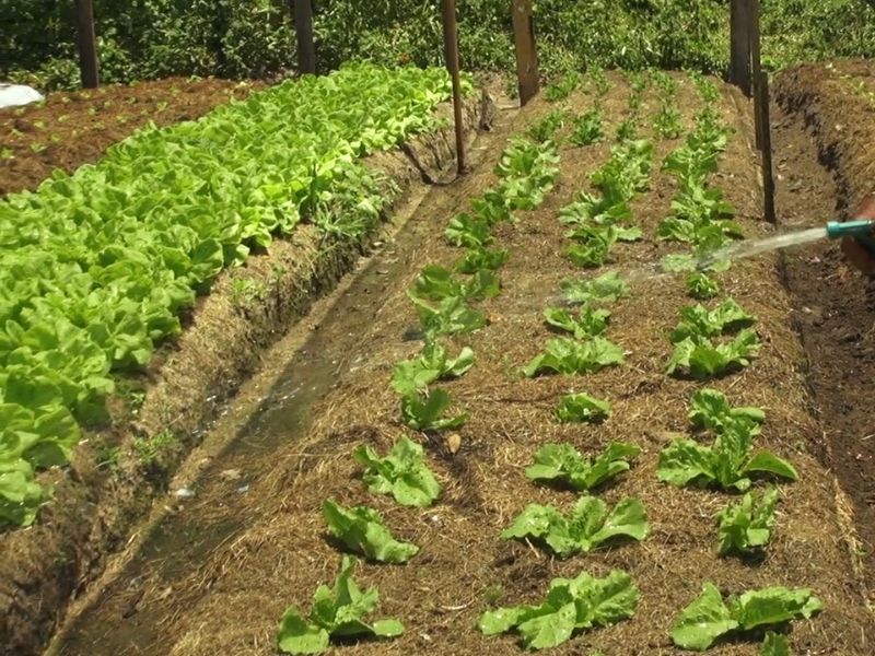 osoba zaliva baštu sa zelenom salatom