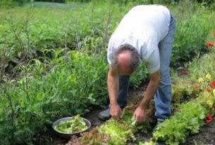 osoba vadi zelenu salatu iz bašte