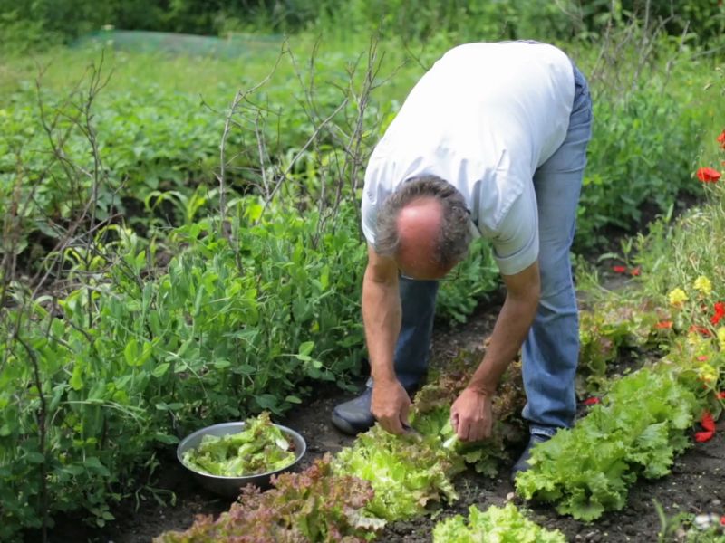 osoba vadi zelenu salatu iz bašte
