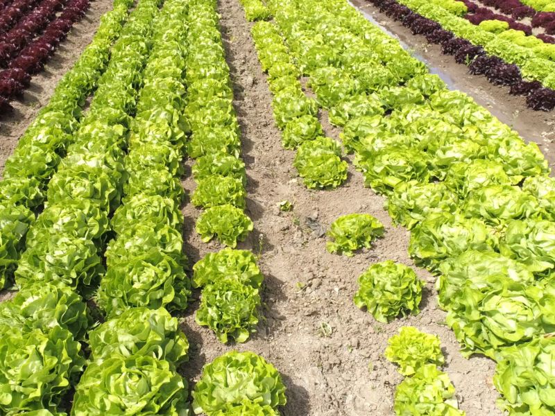 zelena salata u bašti