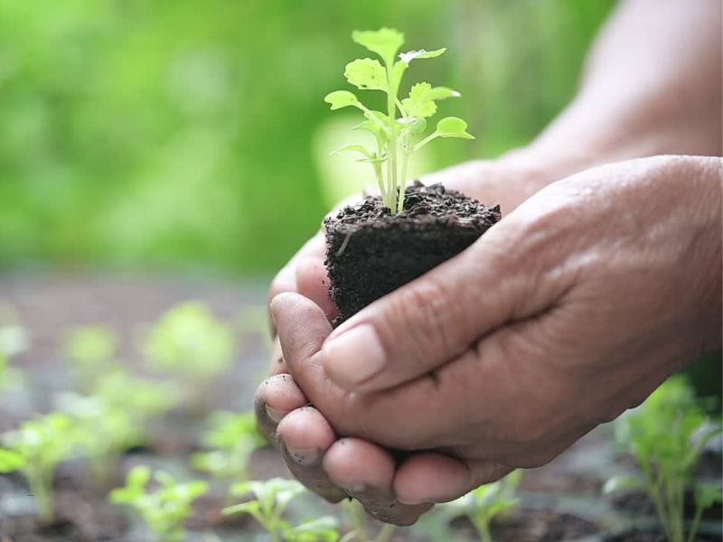 osoba drži zemljište za plodom na svojim dlanovima