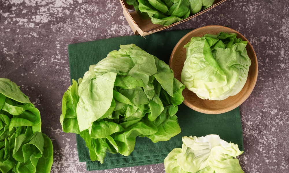 iceberg salata